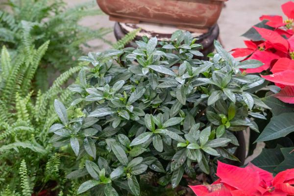 栀子花可以浇淘米水吗