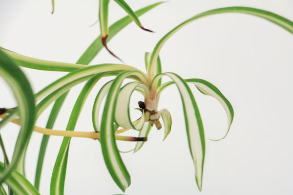 吊兰怎么养才长得粗壮