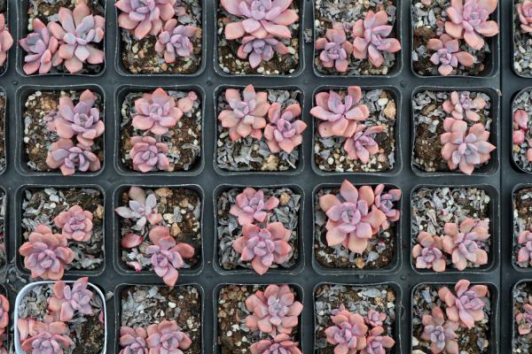 这6款多肉一养就成瀑布，邻居羡慕得眼红！