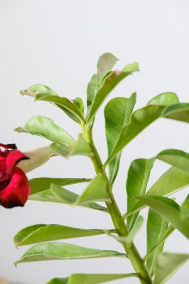 沙漠玫瑰修剪造型方法