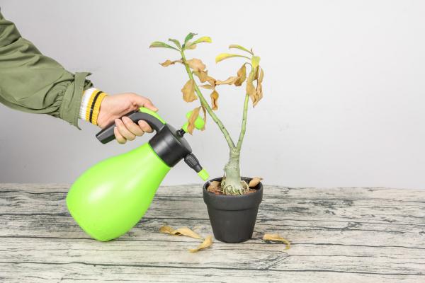 沙漠玫瑰用什么盆栽种