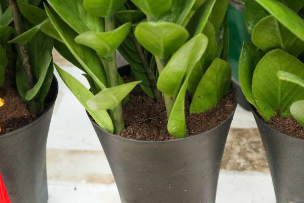 金钱树用什么花盆最好