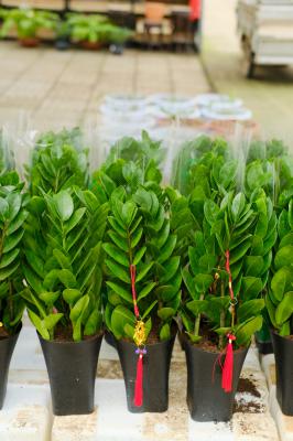 金钱树的繁殖方法