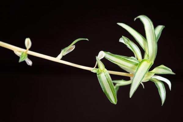 吊兰叶子太长了怎么办