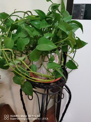 绿萝太密了该如何分盆