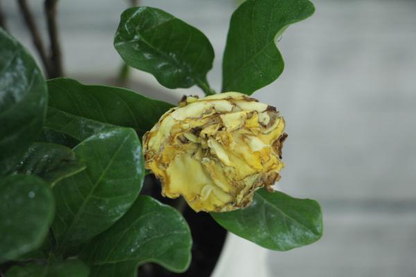 小叶栀子花要怎么养