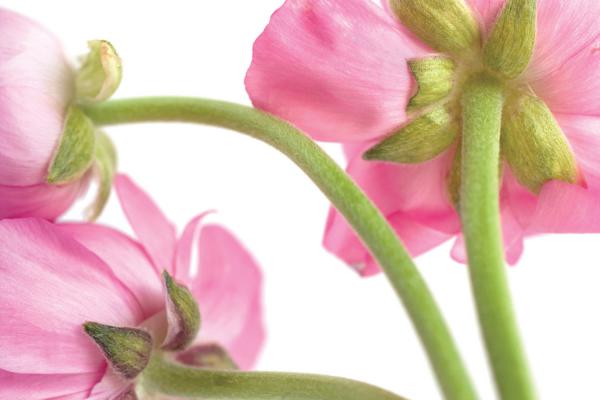 花毛茛怎么繁殖