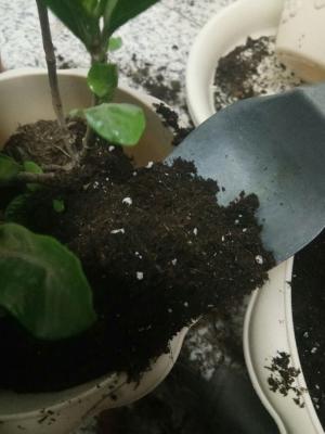 栀子花花谢后怎么修剪