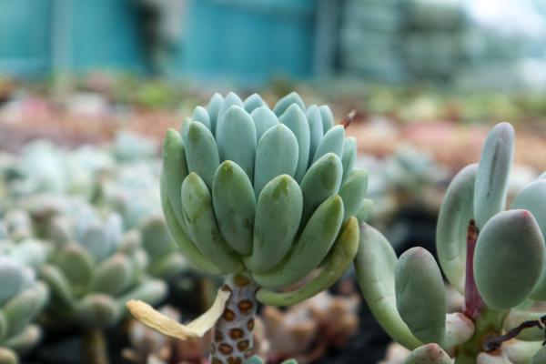 多肉扔水里,不黑腐不烂根,夏天蹭蹭猛长膘!