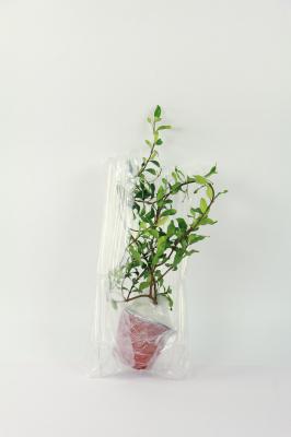 怎样让风车茉莉爬藤快