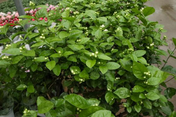 茉莉扦插怎样加快生根