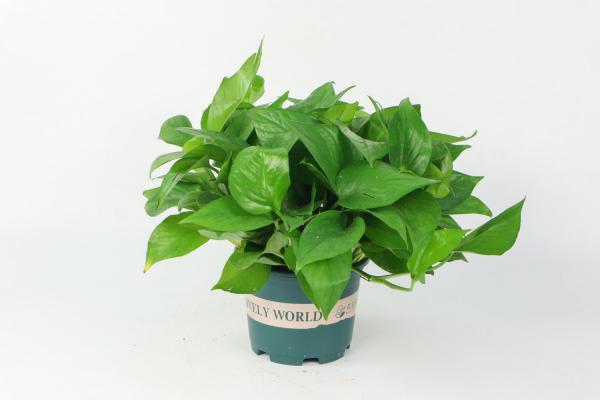 绿萝怎么养才能有藤蔓