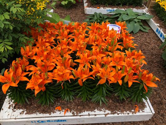 百合开完花后怎么处理