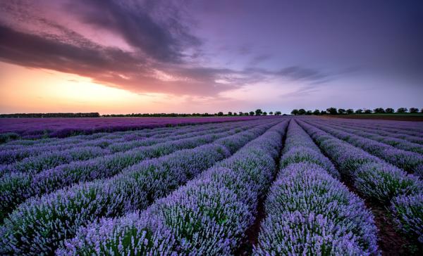 薰衣草盆栽怎么施肥