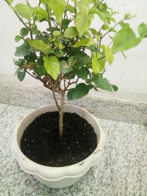 茉莉什么时候剪枝最好