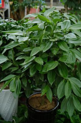 平安树可以用啤酒浇吗