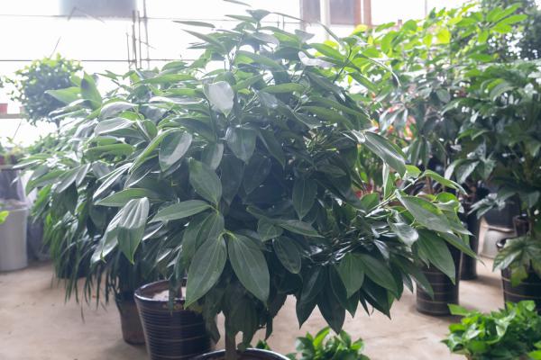 平安树的叶子怎么养绿