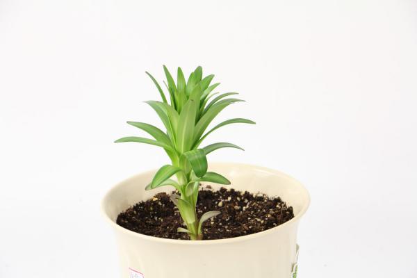 百合花花期过后怎么养