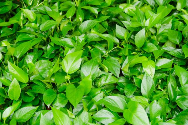 绿萝怎么修剪更茂盛