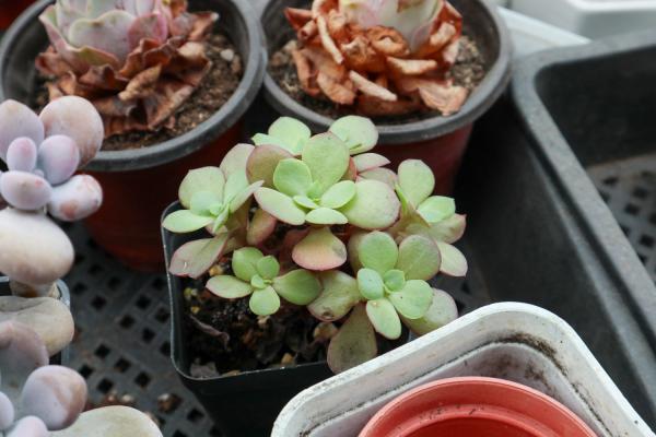 100盆多肉变成五香烤肉,赶紧抢救,不然就只剩盆了!