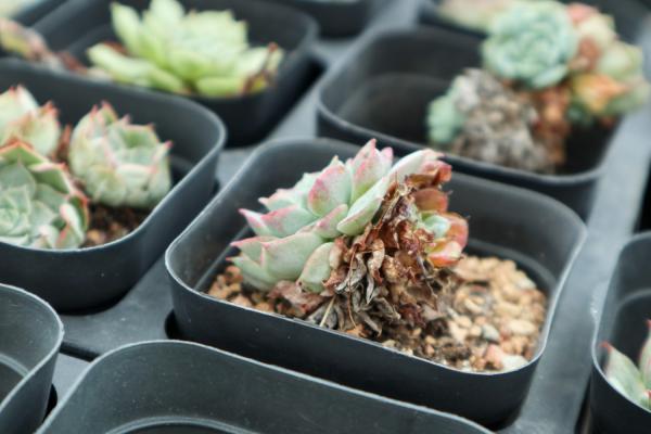 这7种多肉，夏天千万别断水，否则秋天全玩儿完！