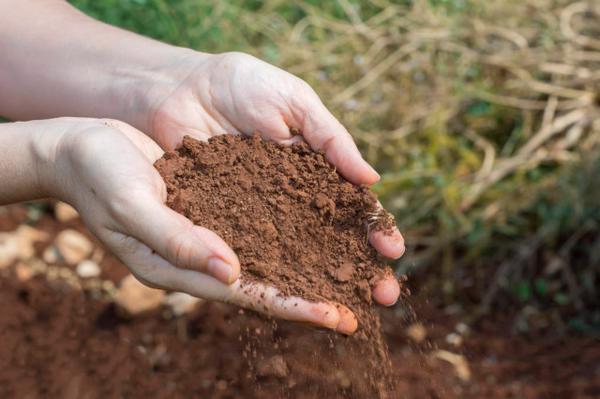 路边的土抓一把，掺点这个来养花，叶子肥的流油花呼呼直...