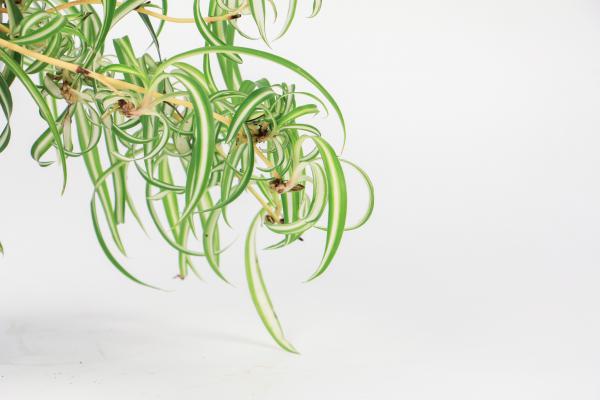 吊兰长出小吊要剪吗