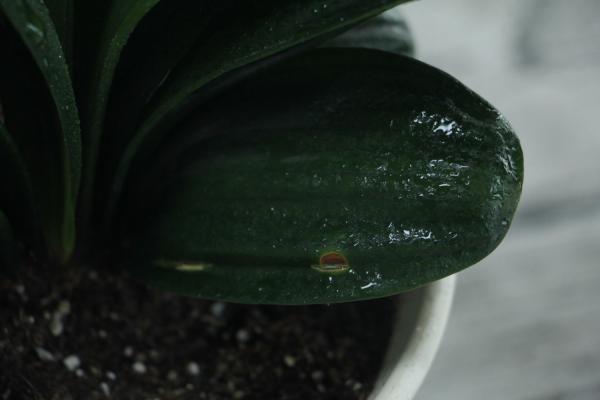 如何养君子兰的小窍门