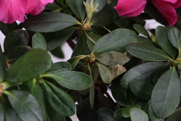 如何养好杜鹃花