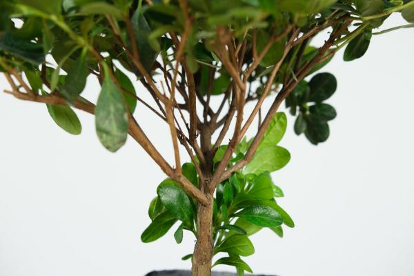 杜鹃花如何配土