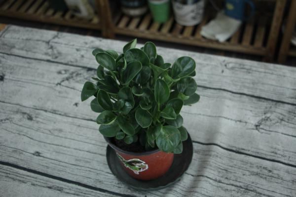豆瓣绿怎样修剪最漂亮