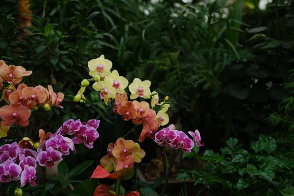 蝴蝶兰可以浇淘米水吗