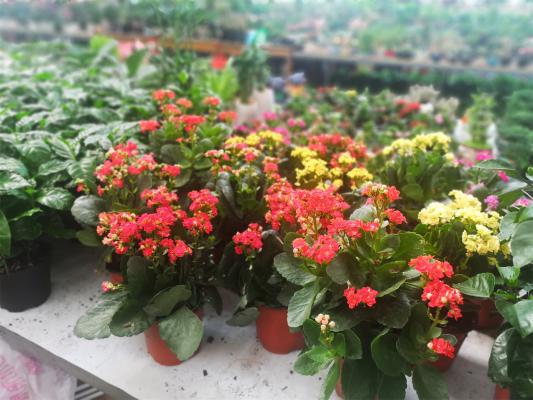 长寿花怎么扦插