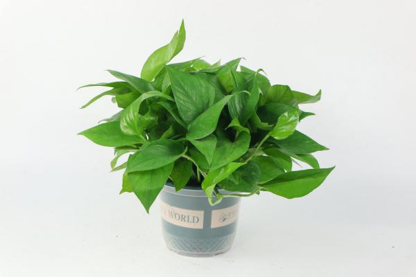 绿萝多久浇一次水