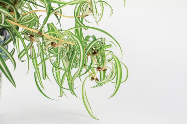 吊兰怎么养才能抽藤