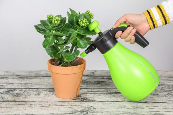 长寿花怎么养才开花