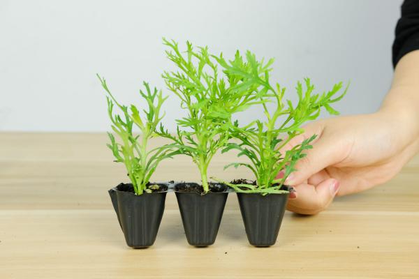 玛格丽特如何换盆