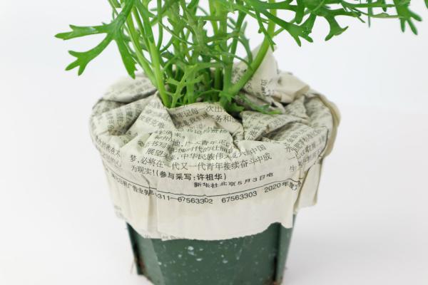 玛格丽特开花后怎么处理