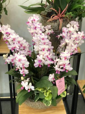 蝴蝶兰用什么土栽培