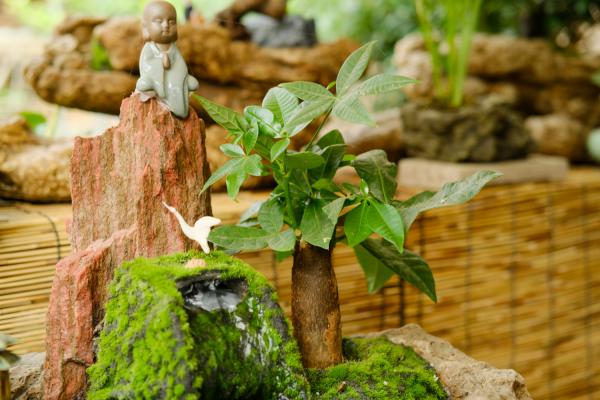 发财树用深盆还是浅盆