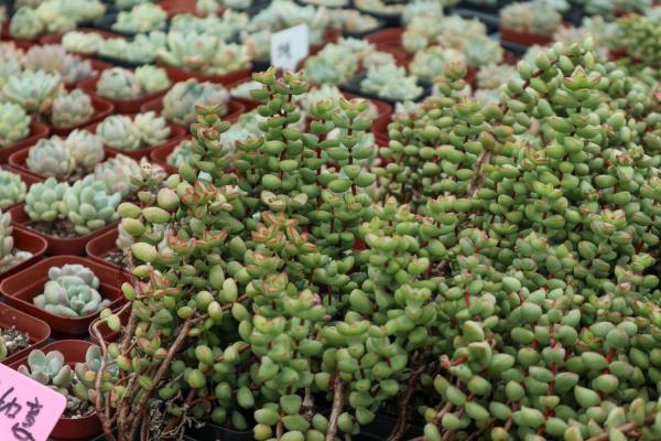 肥大饱满水汪汪!淋雨后的多肉,竟然这么美!