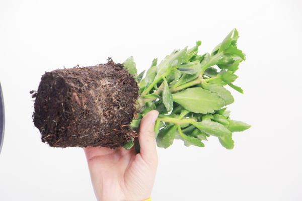 长寿花开完花后怎么办