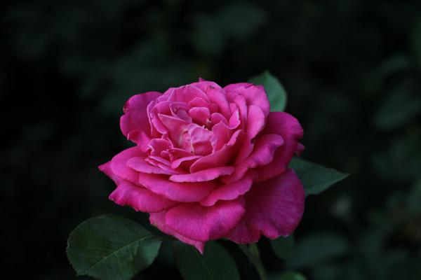 月季茉莉…这么养，一年能开好几茬，花苞咕噜噜冒！