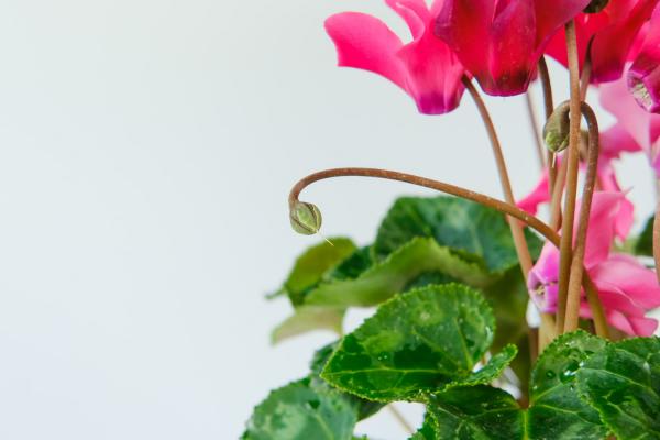 仙客来怎么养殖