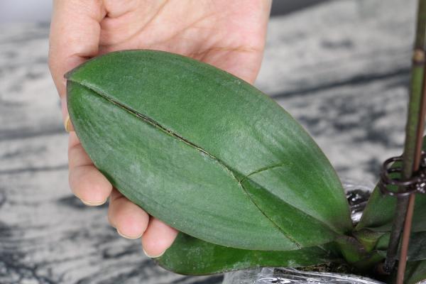 蝴蝶兰怎么繁殖