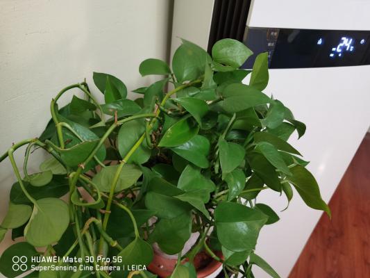 夏天绿萝这么养，叶子绿的冒油，立马窜上墙！