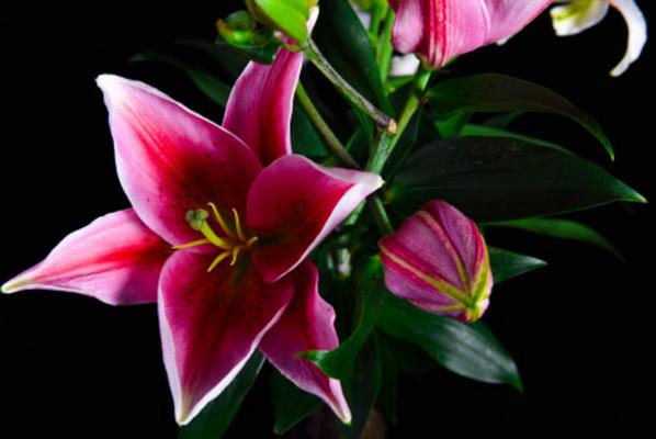 百合花的修剪方法