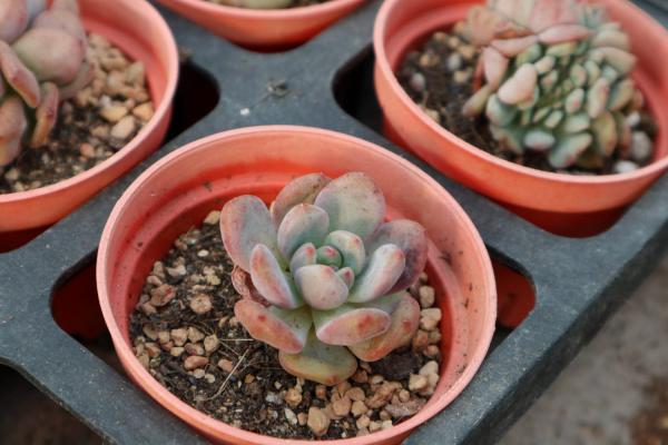 夏天多肉植物怎么浇水