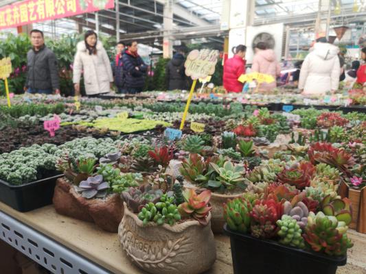 多肉盆底垫了它，天再热也不怕死，越养越爆盆！