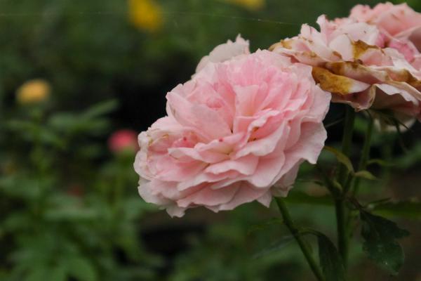 月季防暑大作战！3招轻松就搞定，花开不断挤爆盆！